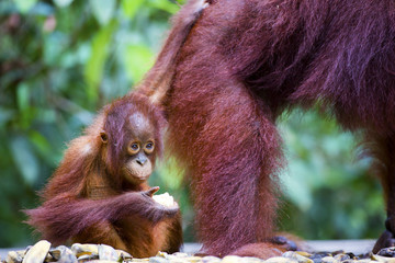 A baby orang-utan staying close to its mother in their native habitat. Rainforest of Borneo.