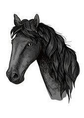 Horse head sketch of black arabian stallion