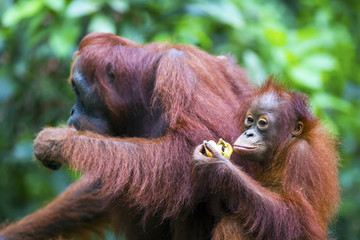 A female orang-utan with her baby in their native habitat. Rainforest of Borneo.