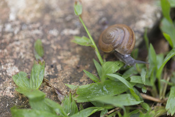 Snail walking on the green grass in nature.