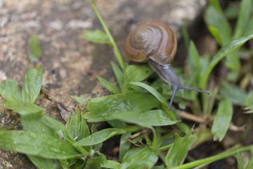 Snail walking on the green grass in nature.