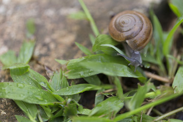 Snail walking on the green grass in nature.
