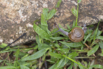 Snail walking on the green grass in nature.