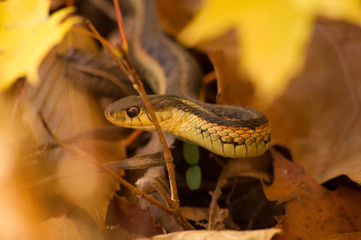 gartner snake in fall leaves.