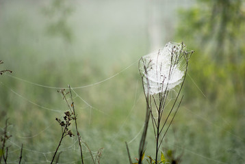 spider web meadow