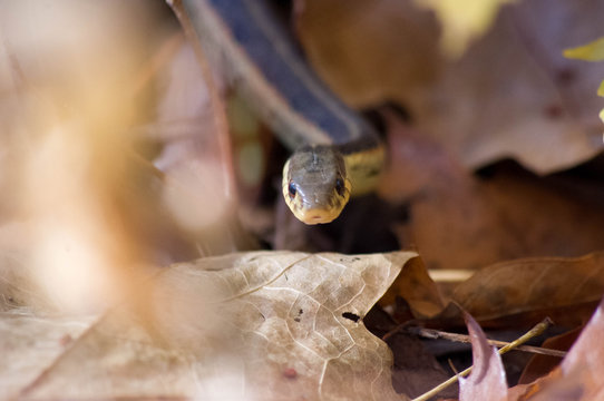 gartner snake up-close
