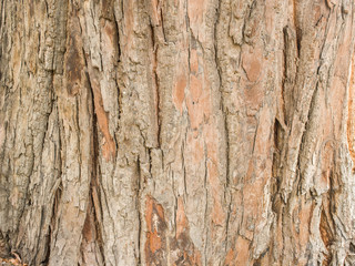 Tree texture background
