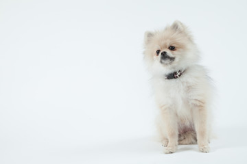 Obraz premium ポメラニアン