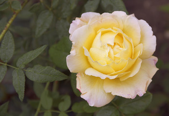 Flower gently yellow roses.The view from the top.