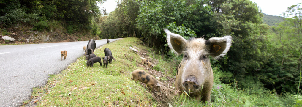 cochon corse avec la mere