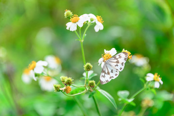 White butterfly eating dew on the white flower