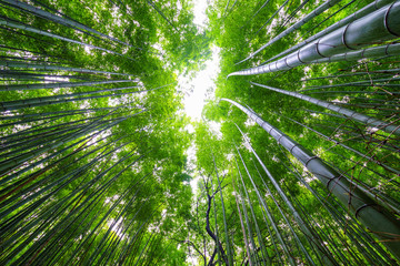 Obraz na płótnie Canvas Path to bamboo forest, Arashiyama, Kyoto, Japan.