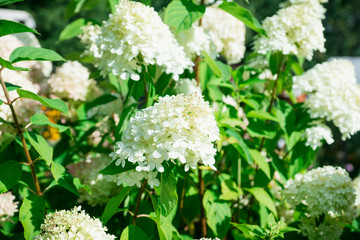 Hydrangea in the garden. Selective focus.