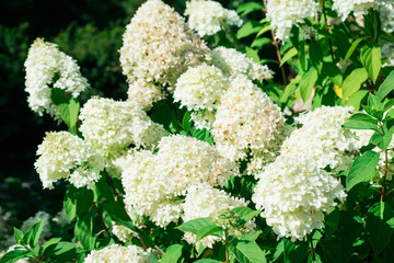 Hydrangea in the garden. Selective focus.