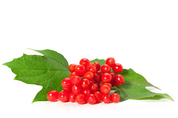 Viburnum berries with leaves isolated on white