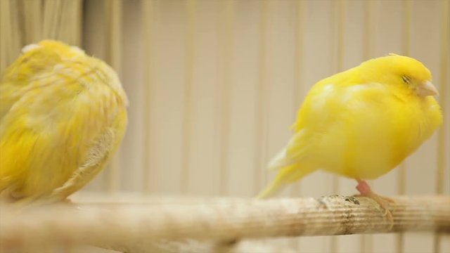 Parrot in cage