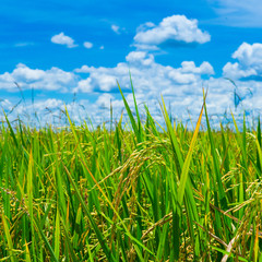 Obraz premium Green rice field with blue sky in Thailand