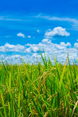 Green rice field with blue sky in Thailand
