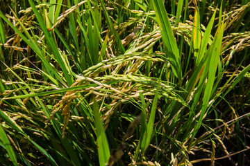 The Green rice in the field rice background