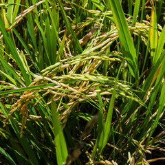 The Green rice in the field rice background