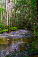 Stream in the tropical forest.