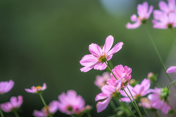 コスモス / Cosmos