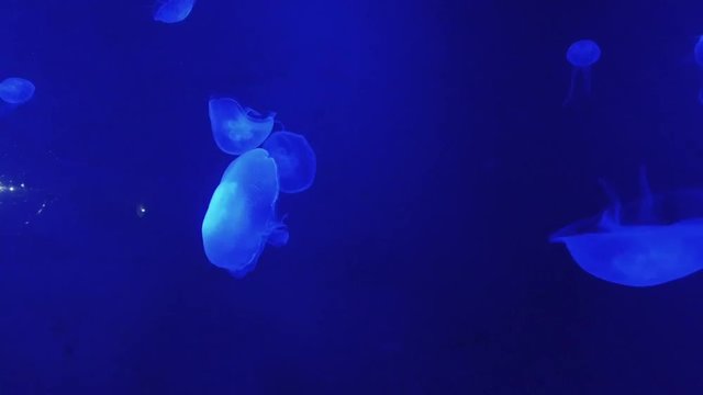 Real life white jellyfish (Aurelia aurita or Moon jelly) in deep blue sea underwater raw footage in wildlife jellyfish marine animal in 4k hd
