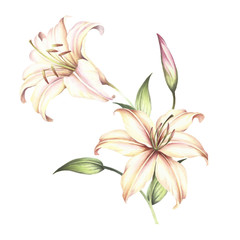 The image of a lilies. Hand draw watercolor illustration - 123863543