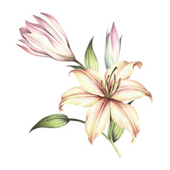 The image of a lilies. Hand draw watercolor illustration