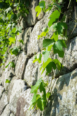 Stone wall and ivy
