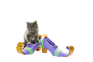 Witch's Shoes & Her Cat