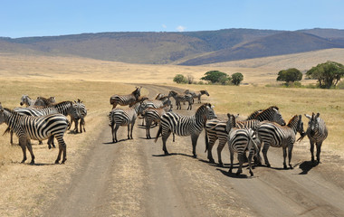 Fototapeta na wymiar zebra traffic jam