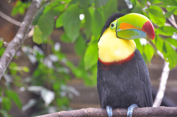 Costa rican Tucan, Poas Costa Rica
