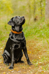 young purebred black labrador golden autumn walks in the fresh air in the park