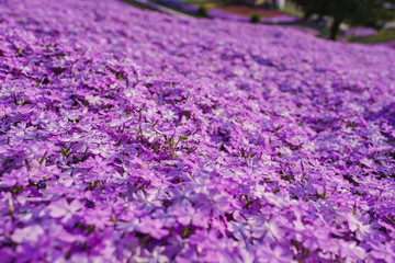 Fototapeta na wymiar Macro view of the beautiful Shiba Sakura
