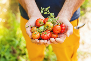 male hands holding tomatoes
