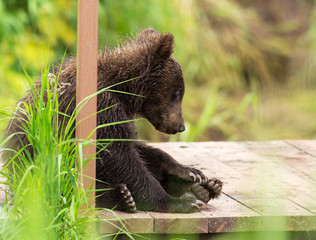 Small brown bear on bridge fence to account for fish. Kurile Lake.