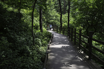 숲길