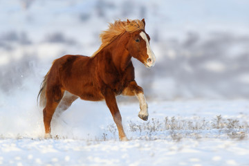 Red horse with long mane run gallop on snow field