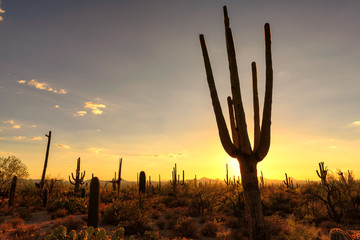 Sunset at Saguaro National Park, Arizona. 