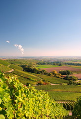 Stromberg Weinanbaugebiet Württemberg