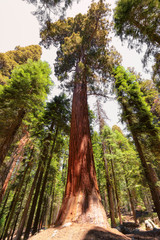 Sequoia National Park, General Sherman - giant Sequoia tree.