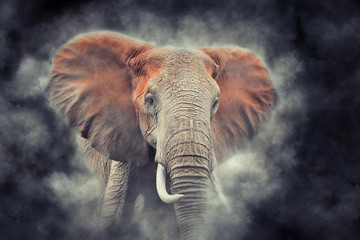 Fototapeta na wymiar Elephant in smoke