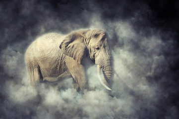Fototapeta premium Elephant in smoke