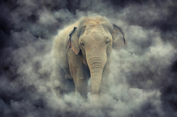 Fototapeta na wymiar Elephant in smoke