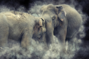 Fototapeta premium Elephant in smoke