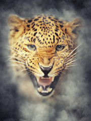 Leopard portrait in smoke on dark background