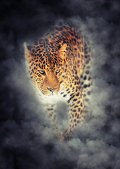 Naklejka premium Leopard portrait in smoke on dark background