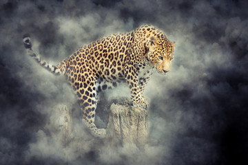 Leopard portrait in smoke on dark background