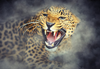 Leopard portrait in smoke on dark background